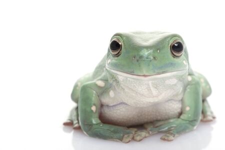 Whites Tree Frog (Litoria caerulea) on white background.の写真素材