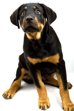 Rottweiler Puppy  on white background.の写真素材