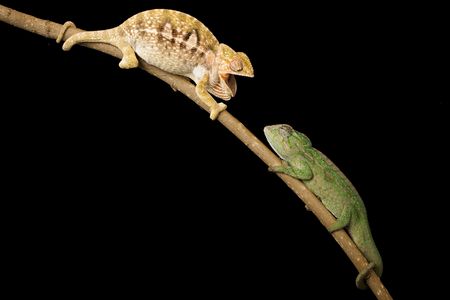 Giant Carpets Chameleon (Furcifer major) on black background.の写真素材