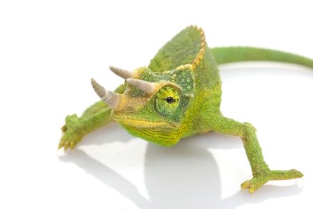 male Jacksons Chameleon (Chamaeleo jacksonii) on white background.の写真素材