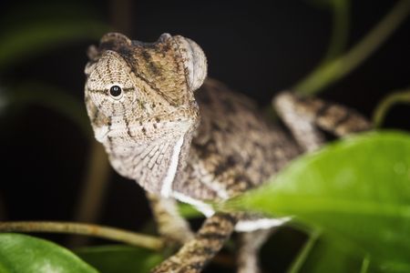 Meller's Chameleon (Chamaeleo melleri) on black background.の写真素材