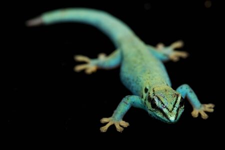 Electric Blue Day Gecko (Lycodactylus williamsi) on black background.の写真素材