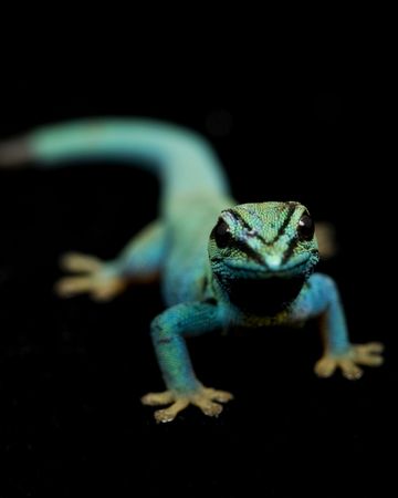 Electric Blue Day Gecko (Lycodactylus williamsi) on black background.の写真素材