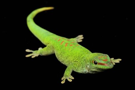 Giant Day Gecko (Phelsuma grandis) on black background.の写真素材