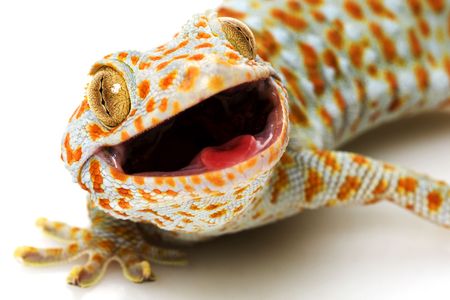 Tokay Gecko (Gekko gecko) on white background. の写真素材