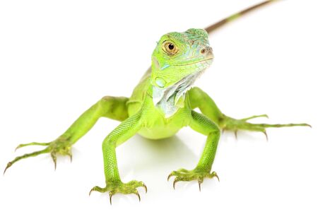 Green Iguana (iguana iguana) on white background.の写真素材
