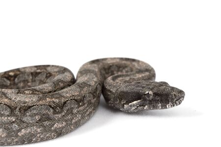 Argentine Boa (Boa constrictor occidentalis) on white background.