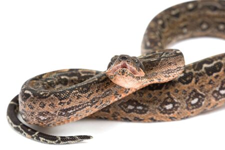 Leopard Argentine Boa (Boa constrictor occidentalis) on white background.