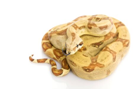 Central American Boa (Boa constrictor imperator) on white background.の写真素材