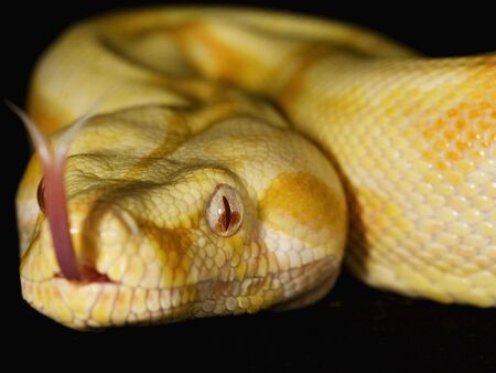 Albino Red-tailed Boa on black background.の写真素材