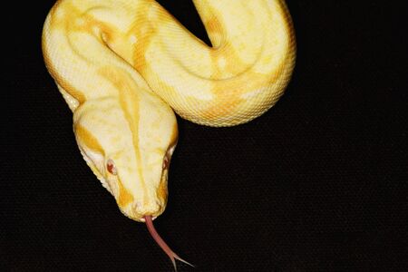 Albino Red-tailed Boa on black background.の写真素材