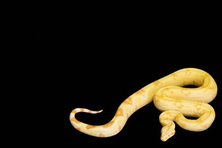 Albino Red-tailed Boa on black background.の写真素材