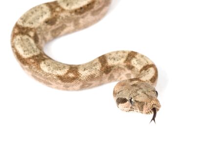 Hog Island Boa (Boa constrictor imperator) on white background.の写真素材