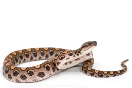 Brazilian Rainbow Boa (Epicrates cenchria cenchria) on white background.の写真素材