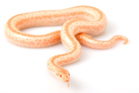 Albino Rosy Boa (Lichanura trivirgata) on white background.