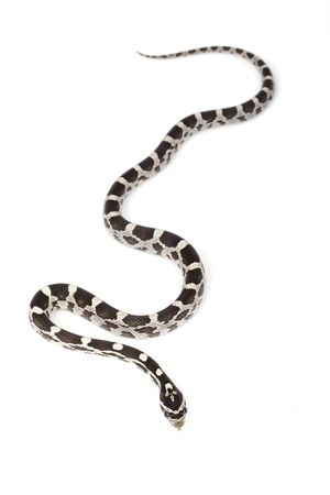 Amery Corn Snake (Elaphe guttata guttata) on white background.