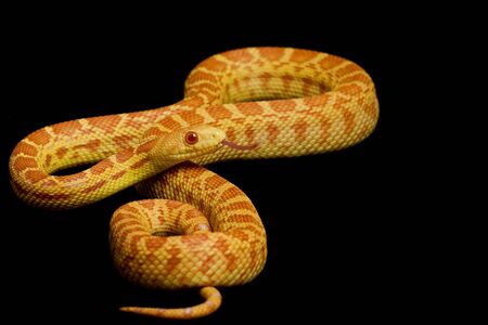 Albino Gopher Snake (Pituophis catenifer) on black backgroud.