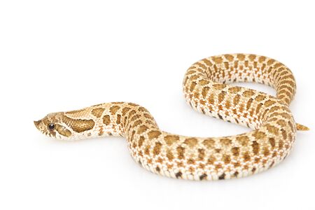 Western Hognose Snake (Heterodon nasicus) on white background.の写真素材