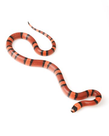 Tangerine Honduran MilkSnake (Lampropeltis triangulum hondurensis) on white background.の写真素材