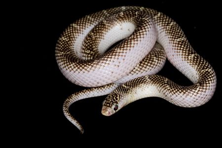 Brooks Kingsnake (Lampropeltis getulus brooksi) on black background.の写真素材
