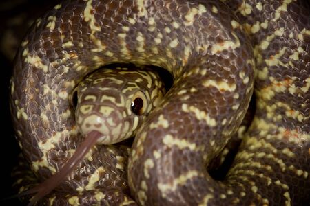 Brooks Kingsnake (Lampropeltis getulus brooksi) on black background.の写真素材