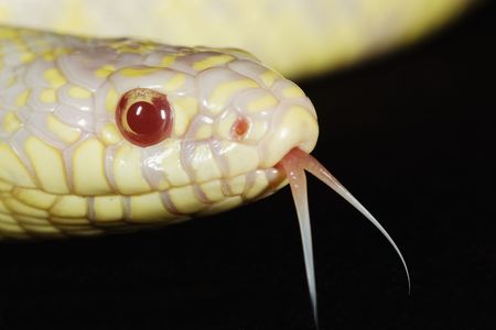 Albino California Kingsnake on black background.の写真素材