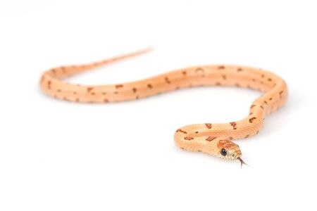 Thayeri Kingsnake (Lampropeltis mexicana thayeri) on white background.