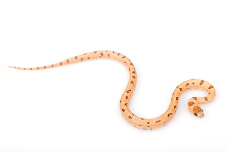 Thayeri Kingsnake (Lampropeltis mexicana thayeri) on white background.