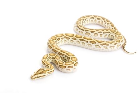 Hypo Burmese Python (Python molurus bivittatus) on white background.の写真素材