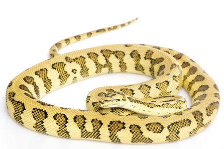 Jungle Jaguar Carpet Python (Morelia spilota variegata) on white background.
