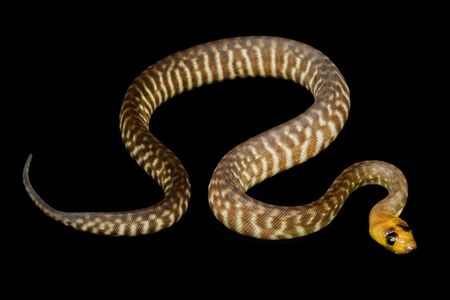 Woma Python (Aspidites ramsayi) on black background.