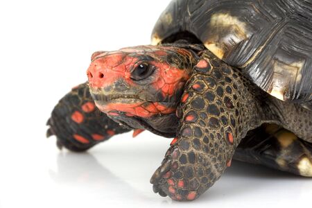 Cherry Head Red-footed Tortoise (Geochelone carbonaria) on white background.