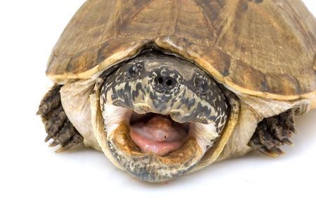 Mexican Giant Musk Turtle (Staurotypus triporcatus) on white background.の写真素材