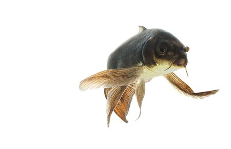 Black Koi (Cyprinus carpio) isolated on white background.の写真素材