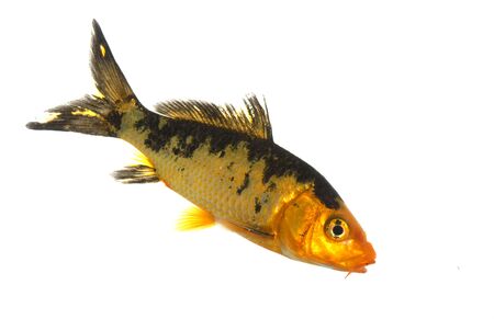 Black and Gold Koi (Cyprinus carpio) isolated on white background.の写真素材