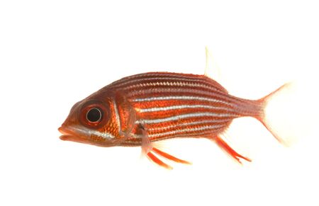 Big-eyed Soldierfish (Myripristis jacobus) isolated on white background.  