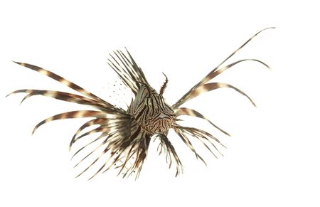 Red Lionfish (Pterois volitans) isolated on white background.  の写真素材