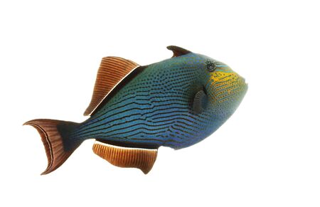 Hawaiian Black Triggerfish (Melichthys niger) isolated on white background.