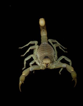 Dune Scorpion (Buthus Occitanus) isolated on black background.の写真素材