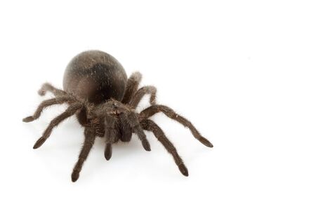 Brazilian Black Tarantula (Grammostola pulchra) isolated on white background.の写真素材