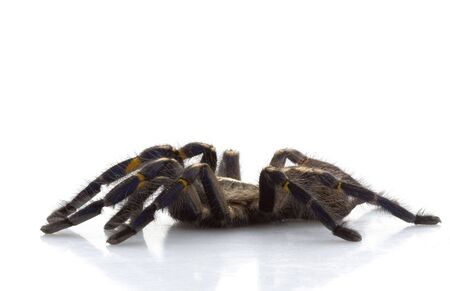 Sapphire Ornamental Tarantula (Poecilotheria metallica) isolated on white background.  の写真素材