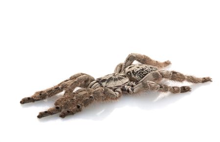 Ornamental Baboon Tarantula (Heteroscoda maculata) isolated on white background.の写真素材