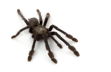 Singapore Blue Tarantula (Lampropelma Violaceopes) isolated on white background.