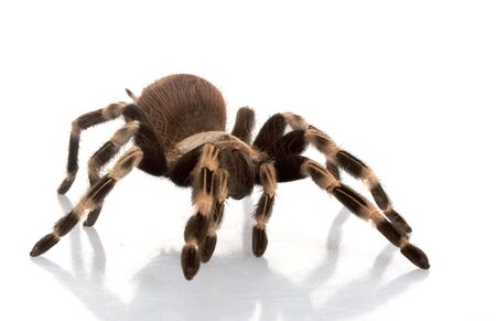 White-striped Birdeater (Nhandu chromatus) isolated on white background.の写真素材