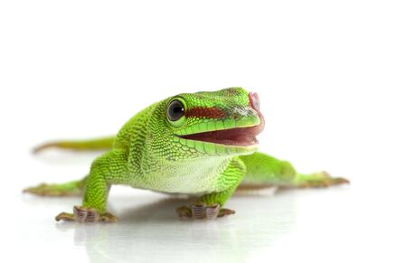 Giant Day Gecko (Phelsuma madagascariensis grandis) isolated on white background.  の写真素材