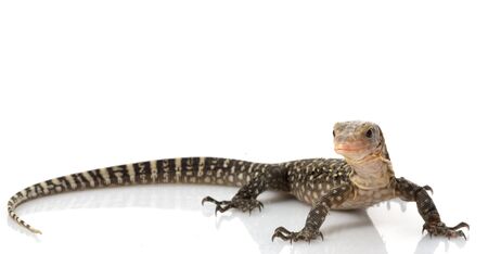 Yellow Monitor Lizard (Varanus flavescens) isolated on white background.の写真素材