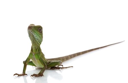 Baby Chinese Water Dragon (Physignathus cocincinus) isolated on white background.  の写真素材