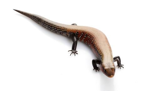 Fire Skink (Riopa fernandi) isolated on white background.  
