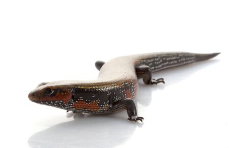 Fire Skink (Riopa fernandi) isolated on white background.  の写真素材