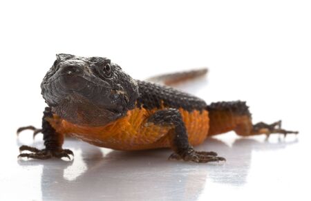 Transvaal Girdled Lizard (Cordylus vittifer) isolated on white background.  の写真素材